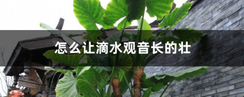 怎么让滴水观音长的壮，怎么养出老桩