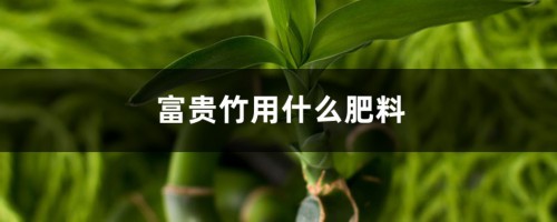 富贵竹用什么肥料