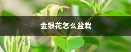 金银花怎么盆栽，要用多大的盆