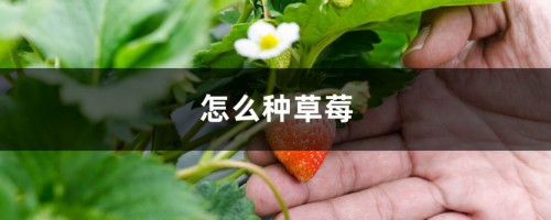 怎么种草莓，草莓种植技术