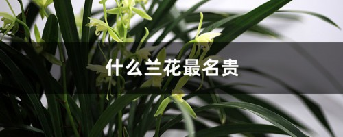 什么兰花最名贵