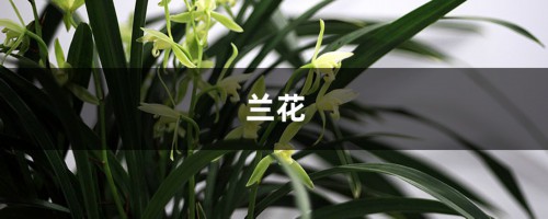 这8种“兰”，便宜好养活，花开满枝比兰花都美！