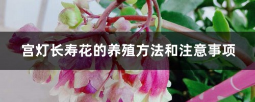 宫灯长寿花的养殖方法和注意事项