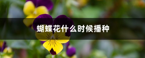 蝴蝶花什么时候播种