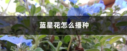 蓝星花怎么播种