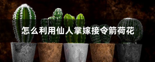 怎么利用仙人掌嫁接令箭荷花