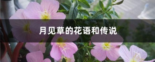 月见草的花语和传说